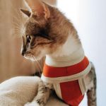 Body Post Operatorio Con Cobre Perro Gato Talla 0 15 A 25 Kgs 2