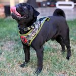 Brnx Arnes Respirable Camuflaje Perro Xsmall