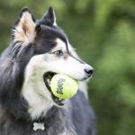 Kong Ball Air Pack 2 X Large 2