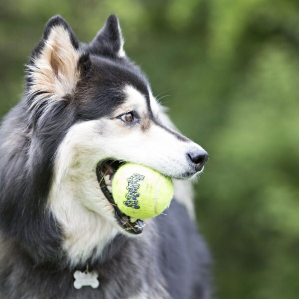 Kong Ball Air Pack 2 X Large 2